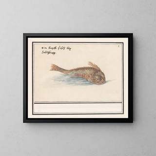 Fish unknown - Anselmus Botius de Boodt — framed artwork on a wall
