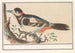 Bird unknown - Anselmus Botius de Boodt — artwork view