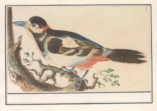 Anselmus Botius de Boodt - Onbekende vogel.webp