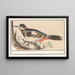 Bird unknown - Anselmus Botius de Boodt — framed artwork on a wall