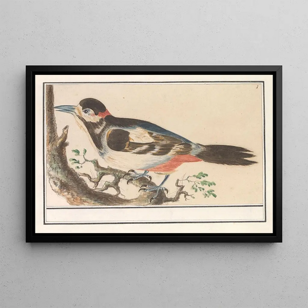 Bird unknown - Anselmus Botius de Boodt — framed artwork on a wall