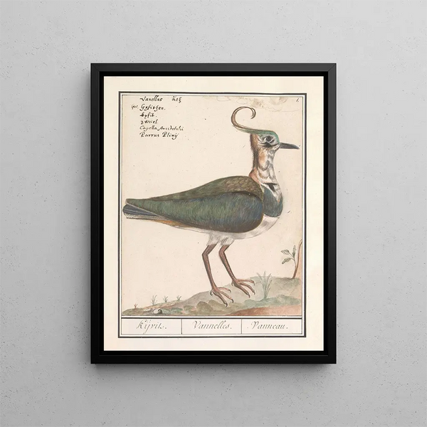 Schéma non rempli - Anselmus Botius de Boodt — framed artwork on a wall