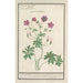 Bec de grue Geranium - Anselmus Botius de Boodt — artwork view