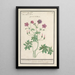 Bec de grue Geranium - Anselmus Botius de Boodt — framed artwork on a wall