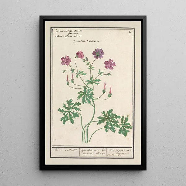 Bec de grue Geranium - Anselmus Botius de Boodt — framed artwork on a wall