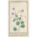 Bec de grue Geranium - Anselmus Botius de Boodt — artwork view