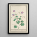 Bec de grue Geranium - Anselmus Botius de Boodt — framed artwork on a wall
