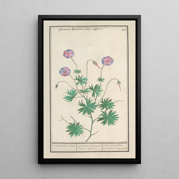 Bec de grue Geranium - Anselmus Botius de Boodt — framed artwork on a wall