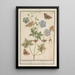 Reproduction of the painting Crane's beak probably Meadows geranium - Anselmus Botius de Boodt