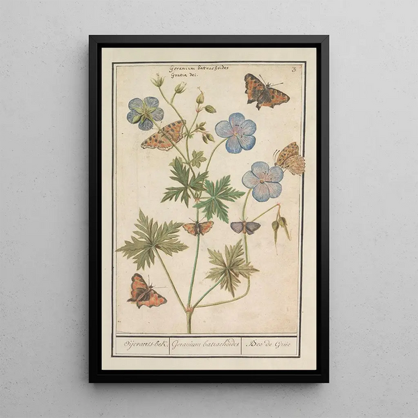 Reproduction of the painting Crane's beak probably Meadows geranium - Anselmus Botius de Boodt