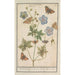 Reproduction of the painting Crane's beak probably Meadows geranium - Anselmus Botius de Boodt