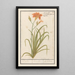 Reproduction of the painting Hemerocallis orange Hemerocallis - Anselmus Botius de Boodt