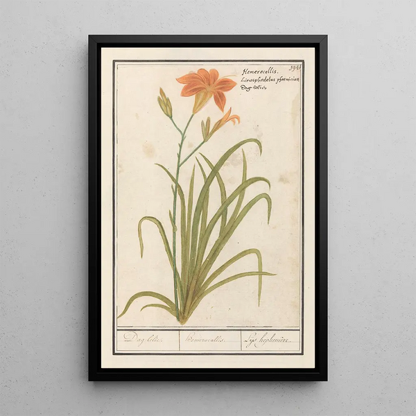 Reproduction of the painting Hemerocallis orange Hemerocallis - Anselmus Botius de Boodt