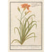 Reproduction of the painting Hemerocallis orange Hemerocallis - Anselmus Botius de Boodt