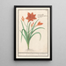 Reproduction of the painting Hemerocallis orange Hemerocallis - Anselmus Botius de Boodt