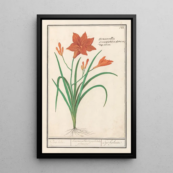 Reproduction of the painting Hemerocallis orange Hemerocallis - Anselmus Botius de Boodt