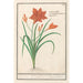 Reproduction of the painting Hemerocallis orange Hemerocallis - Anselmus Botius de Boodt