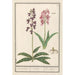 Orchid Orchidaceae Standel Kruijd Orchis Du Satijrion - Anselmus Botius de Boodt — artwork view