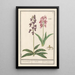 Orchid Orchidaceae Standel Kruijd Orchis Du Satijrion - Anselmus Botius de Boodt — framed artwork on a wall