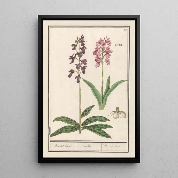 Orchid Orchidaceae Standel Kruijd Orchis Du Satijrion - Anselmus Botius de Boodt — framed artwork on a wall