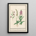 Reproduction of the painting Orchidaceae Orchidée Standel Kruijd Orchys variae Du Satijrion - Anselmus Botius de Boodt