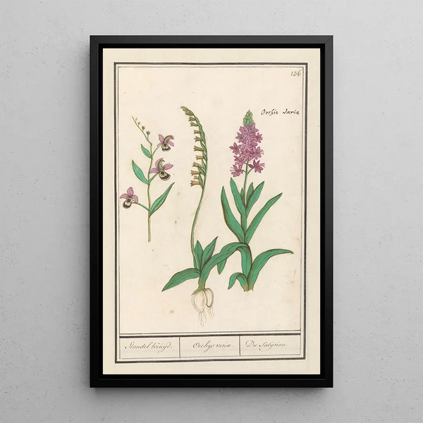 Reproduction of the painting Orchidaceae Orchidée Standel Kruijd Orchys variae Du Satijrion - Anselmus Botius de Boodt