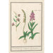 Reproduction of the painting Orchidaceae Orchidée Standel Kruijd Orchys variae Du Satijrion - Anselmus Botius de Boodt