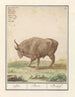 Bœuf Bos taurus bœufs Bos Bœuf - Anselmus Botius de Boodt — artwork view