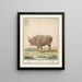 Bœuf Bos taurus bœufs Bos Bœuf - Anselmus Botius de Boodt — framed artwork on a wall
