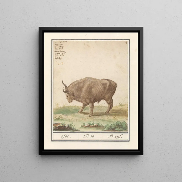 Bœuf Bos taurus bœufs Bos Bœuf - Anselmus Botius de Boodt — framed artwork on a wall