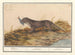 Otter (Lutra lutra) - Anselmus Botius de Boodt — artwork view