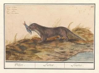 Otter (Lutra lutra) - Anselmus Botius de Boodt — artwork view