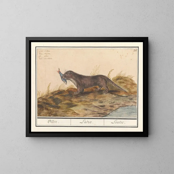 Otter (Lutra lutra) - Anselmus Botius de Boodt — framed artwork on a wall