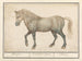 Horse - Anselmus Botius de Boodt — artwork view