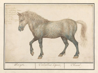 Horse - Anselmus Botius de Boodt — artwork view