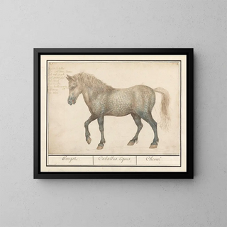 Horse - Anselmus Botius de Boodt — framed artwork on a wall