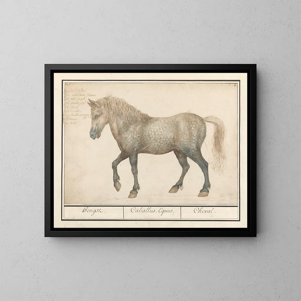Horse - Anselmus Botius de Boodt — framed artwork on a wall