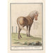Horse Equus ferus caballus Peerd Equus Horse - Anselmus Botius de Boodt — artwork view