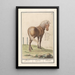 Horse Equus ferus caballus Peerd Equus Horse - Anselmus Botius de Boodt — framed artwork on a wall