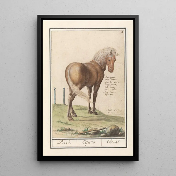 Horse Equus ferus caballus Peerd Equus Horse - Anselmus Botius de Boodt — framed artwork on a wall