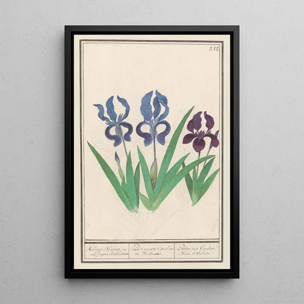 Reproduction of the painting Iris germanica Iris germanica - Anselmus Botius de Boodt
