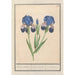 Iris germanica Iris germanica Blue lisbloeme irides Coeruleae iris Blue - Anselmus Botius de Boodt — artwork view