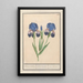 Iris germanica Iris germanica Blue lisbloeme irides Coeruleae iris Blue - Anselmus Botius de Boodt — framed artwork on a wall