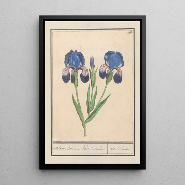 Iris germanica Iris germanica Blue lisbloeme irides Coeruleae iris Blue - Anselmus Botius de Boodt — framed artwork on a wall