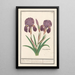 Iris germanica Iris germanica Puper lisbloeme iris purpurea iris parva violacea iris violette - Anselmus Botius de Boodt