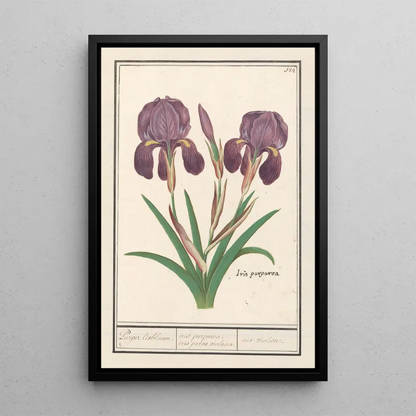 Iris germanica Iris germanica Puper lisbloeme iris purpurea iris parva violacea iris violette - Anselmus Botius de Boodt