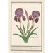 Iris germanica Iris germanica Puper lisbloeme iris purpurea iris parva violacea iris violette - Anselmus Botius de Boodt