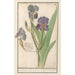 Iris germanica Iris germanica Stinkende lis iris Glaijeul puant flambe - Anselmus Botius de Boodt — artwork view