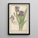 Iris germanica Iris germanica Stinkende lis iris Glaijeul puant flambe - Anselmus Botius de Boodt — framed artwork on a wall