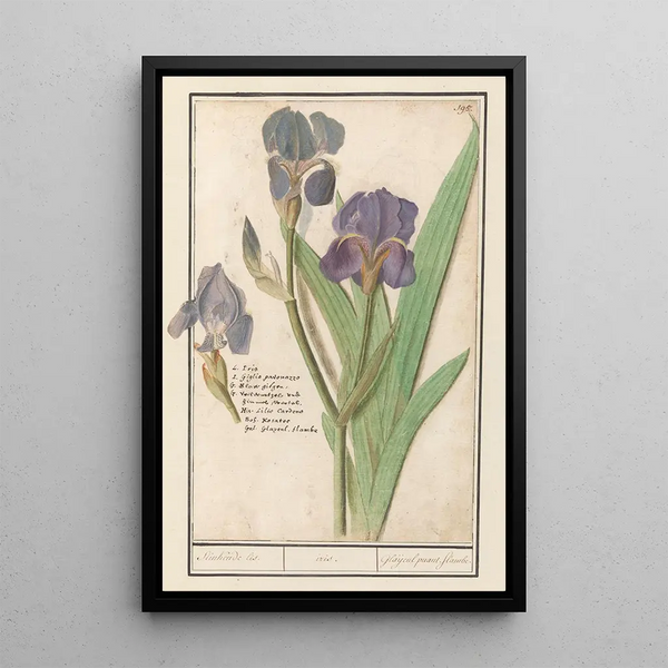 Iris germanica Iris germanica Stinkende lis iris Glaijeul puant flambe - Anselmus Botius de Boodt — framed artwork on a wall